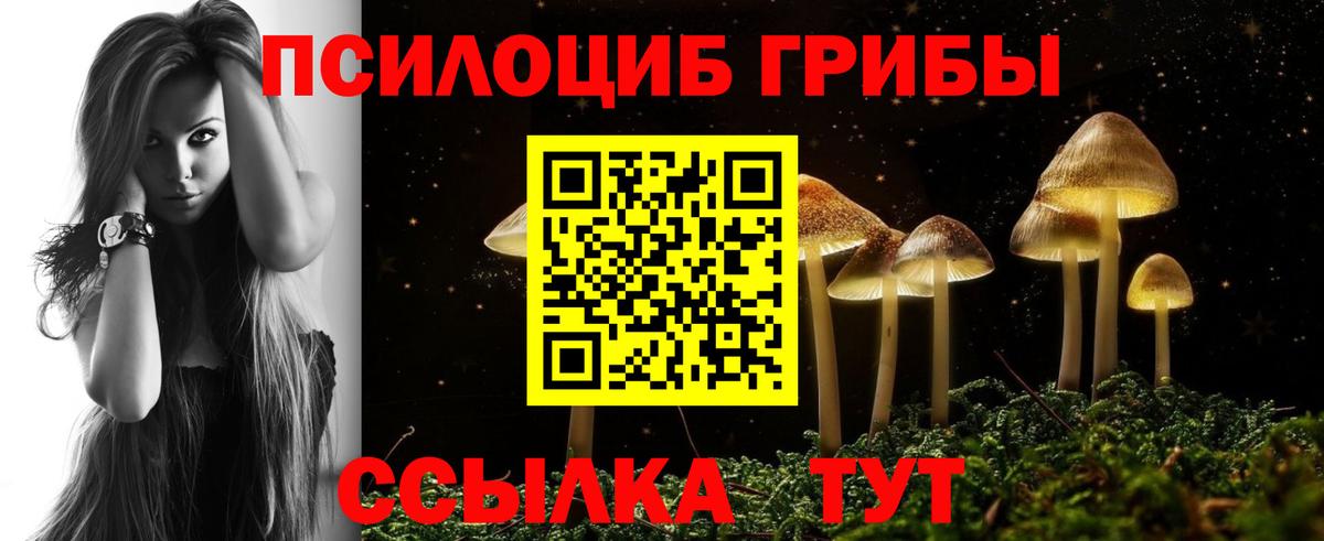 Псилоцибиновые грибы Psilocybe Новоалександровск